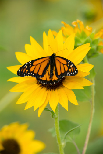 A Monarch Butterfly (Danaus plexippus) rests on a wild sunflower (Helianthus annus) in Arizona.
