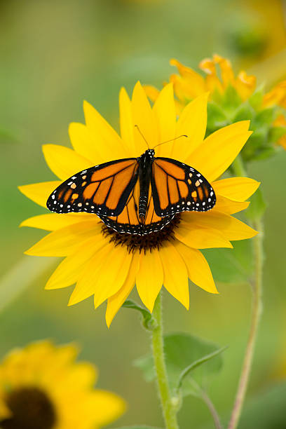 monarch de girassol - sunflower side view yellow flower - fotografias e filmes do acervo