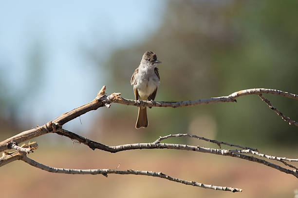 ash à gorge gobe-mouches - ash throated flycatcher photos et images de collection