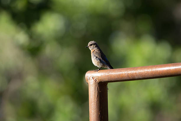 istock Female Western Bluebird 481289281