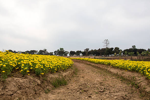 istock Walkway in Marigold flowers plantation 481293667