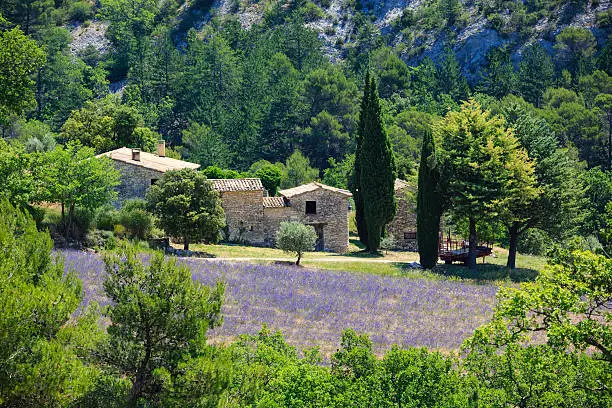 lavender farm with blooming lavender - Provence, France