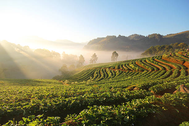 istock Doi Angkhang mountain, chiangmai, Thailand, strawberry field 481297000