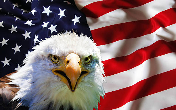 istock North American Bald Eagle on American flag 481297054