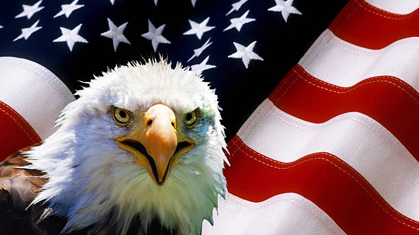 istock North American Bald Eagle on American flag 481297060