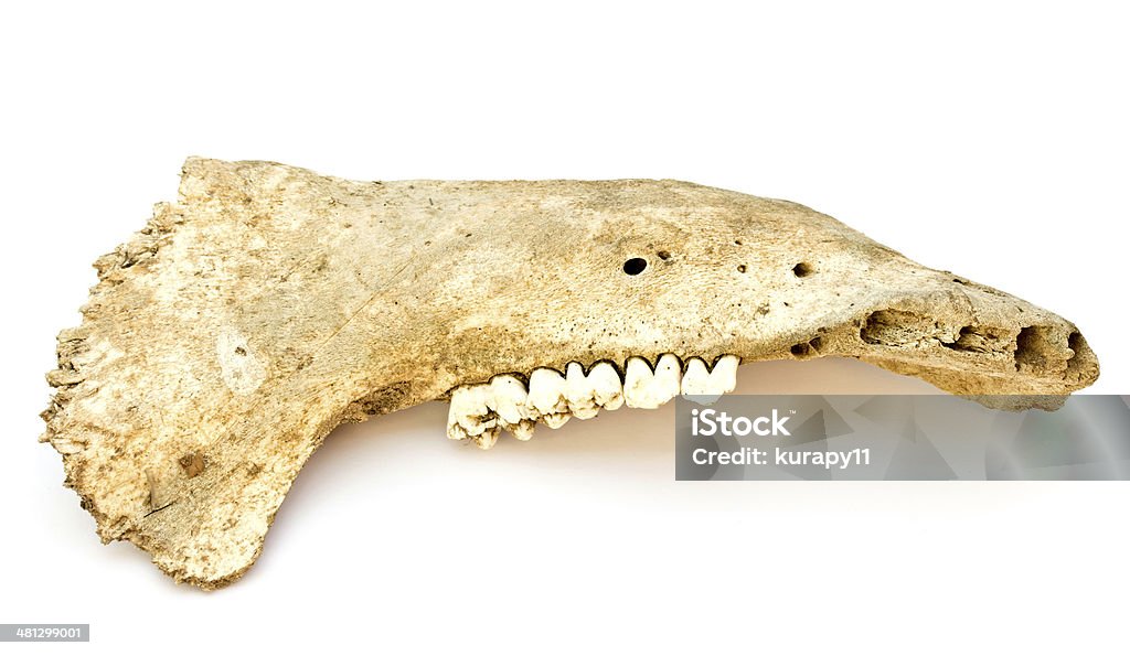 Az alsó állkapocs csont egy disznó - Jogdíjmentes Malac témájú stock fotó