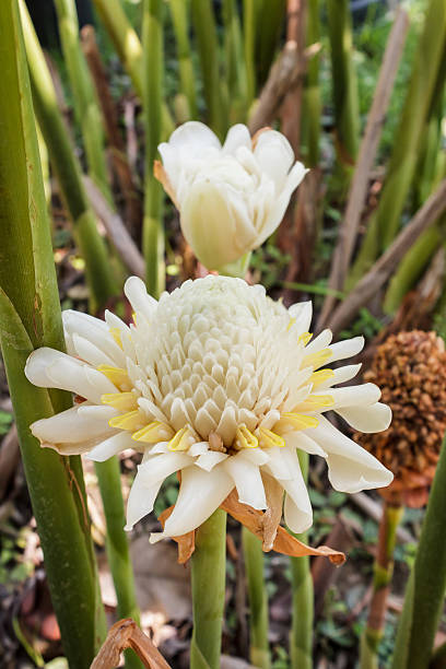 White Torch Ginger Flower Stock Photo - Download Image Now