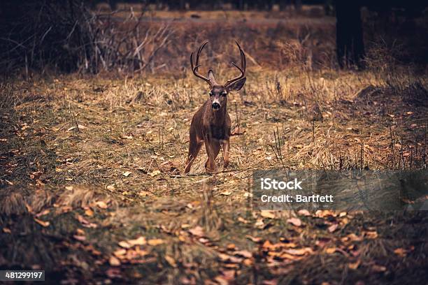 Buck Nel Prato - Fotografie stock e altre immagini di Ambientazione esterna - Ambientazione esterna, Animale, Animale maschio