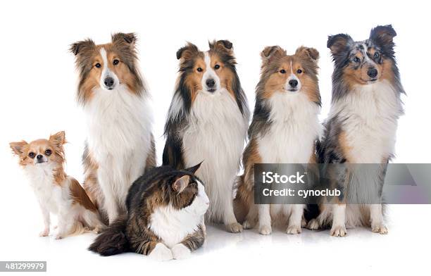 Photo libre de droit de Les Chiens Et Chats banque d'images et plus d'images libres de droit de Animaux de compagnie - Animaux de compagnie, Berger des Shetland, Blanc