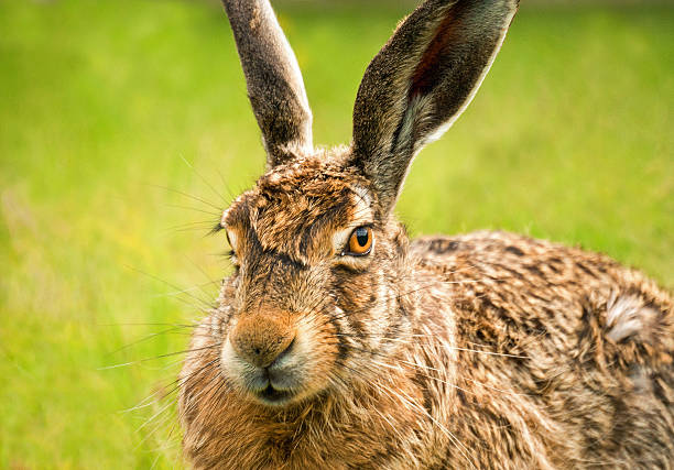 istock European hare closeup in oblique view 481300265