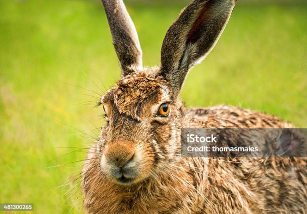 European Hare Closeup In Oblique View Stock Photo - Download Image Now - Agricultural Field, Alertness, Animal