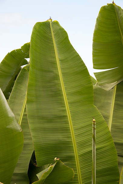 Folhas de Fábrica de Banana - fotografia de stock