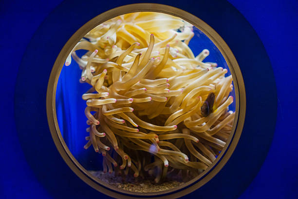 Sea anemone through the window of aquarium.