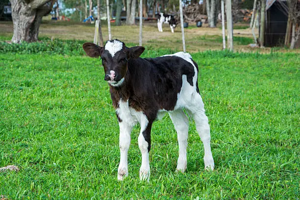A calf seen in the green meadow.