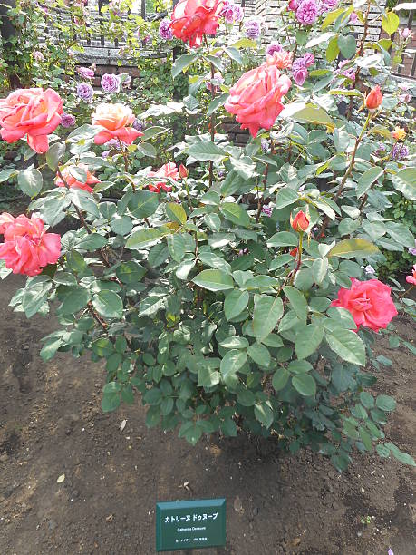 istock Rose of the park 481301246