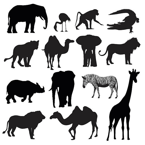 중유럽식 동물 - zoo animal safari giraffe stock illustrations