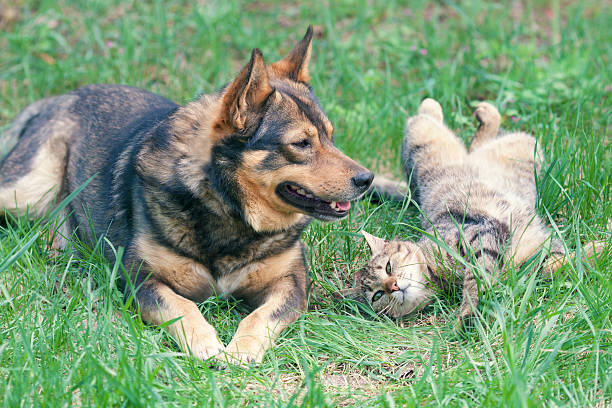 istock Dog and cat playing together 481301447