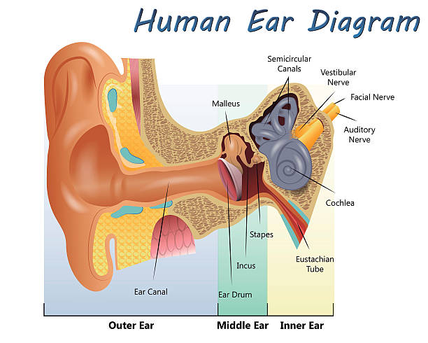 휴머니즘 청력보조용 다이어그램 - eustachian tube stock illustrations