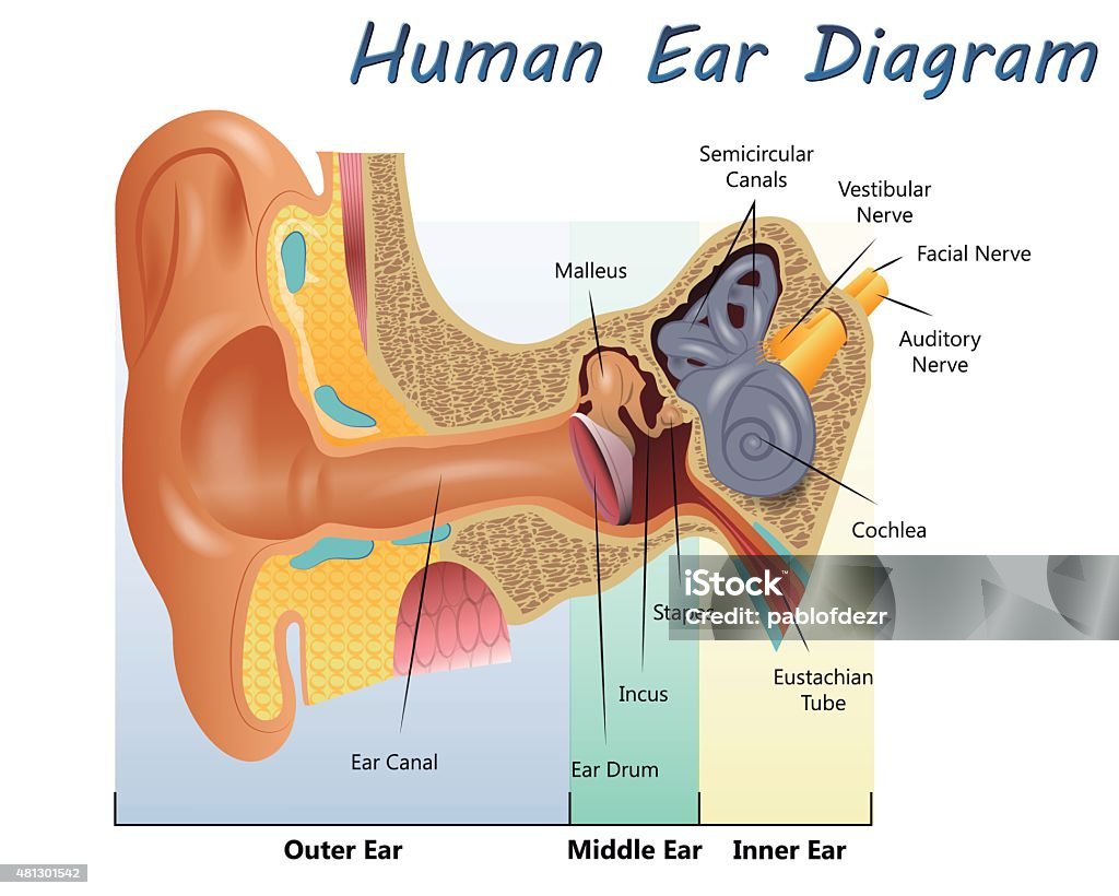 Human Ear Diagram Illustration of a Human Ear Diagram Ear stock vector