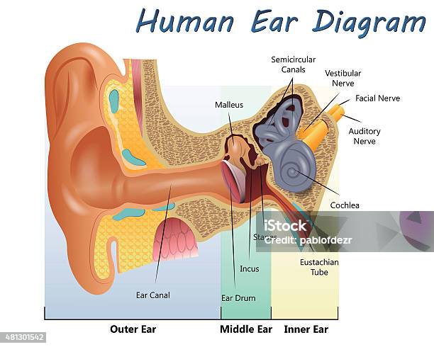 Human Ear Diagram Stock Illustration - Download Image Now - Ear, Diagram, Anatomy