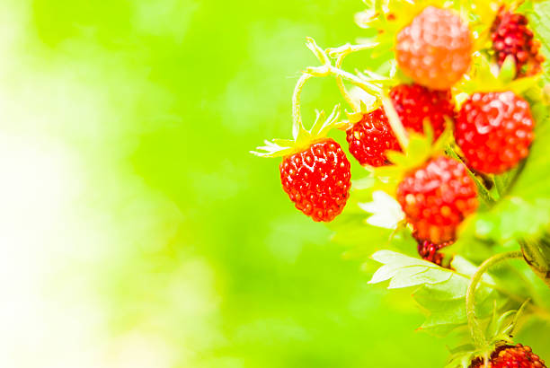 Ripe wild strawberry in green forest close-up