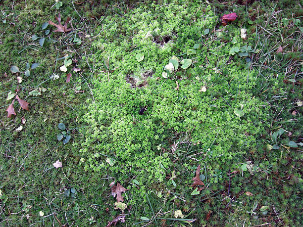 ground moss stock photo