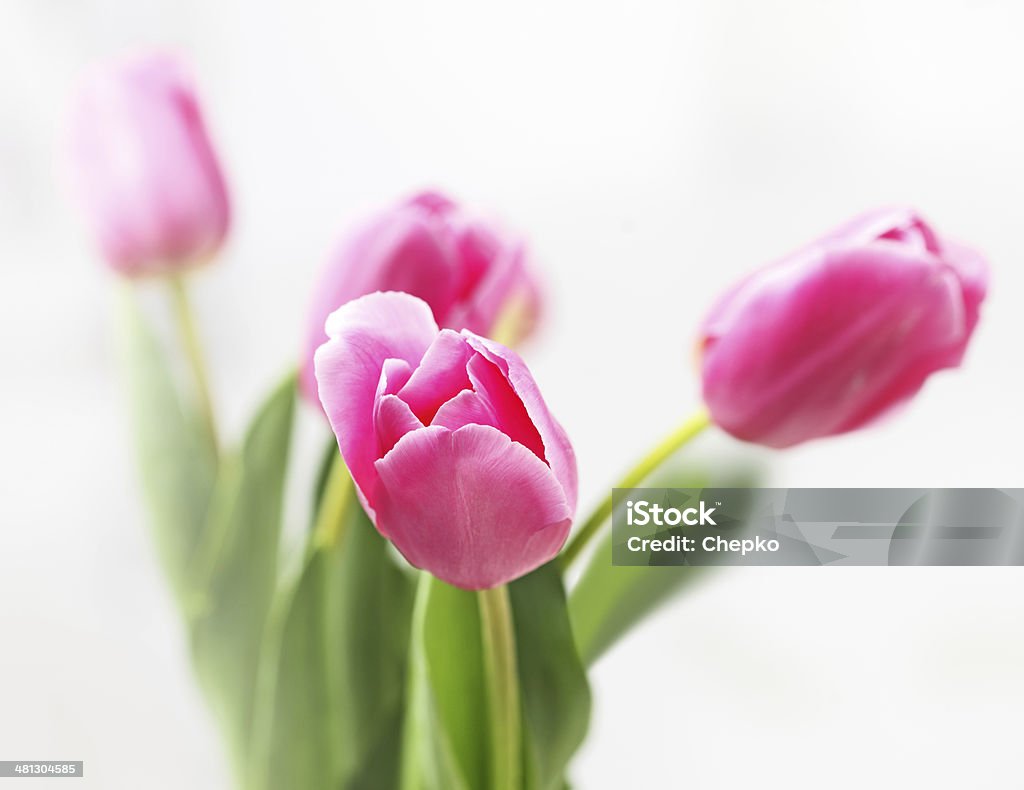 Tulpe auf weißem Hintergrund - Lizenzfrei Baumblüte Stock-Foto