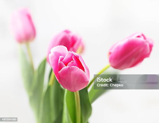 Tulpe Auf Weißem Hintergrund Stockfoto und mehr Bilder von Baumblüte - Baumblüte, Blatt - Pflanzenbestandteile, Blume