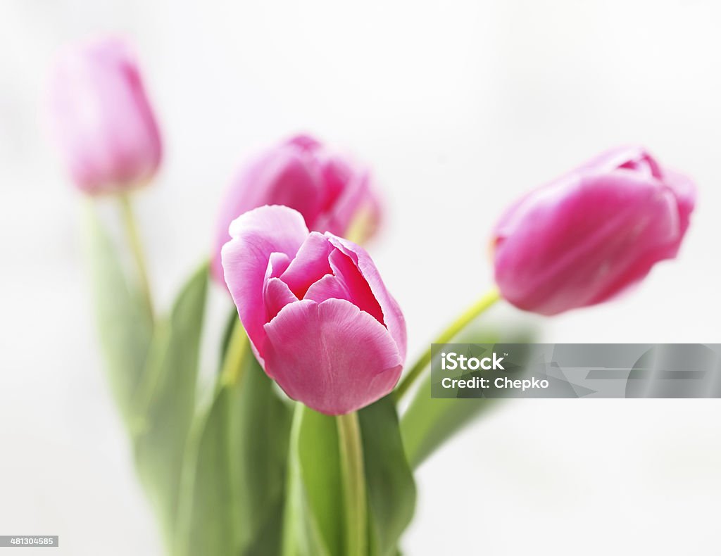 Tulipano su sfondo bianco - Foto stock royalty-free di Bellezza
