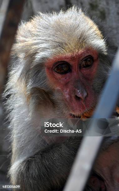 猿 - アカゲザルのストックフォトや画像を多数ご用意 - アカゲザル, アジア大陸, インド