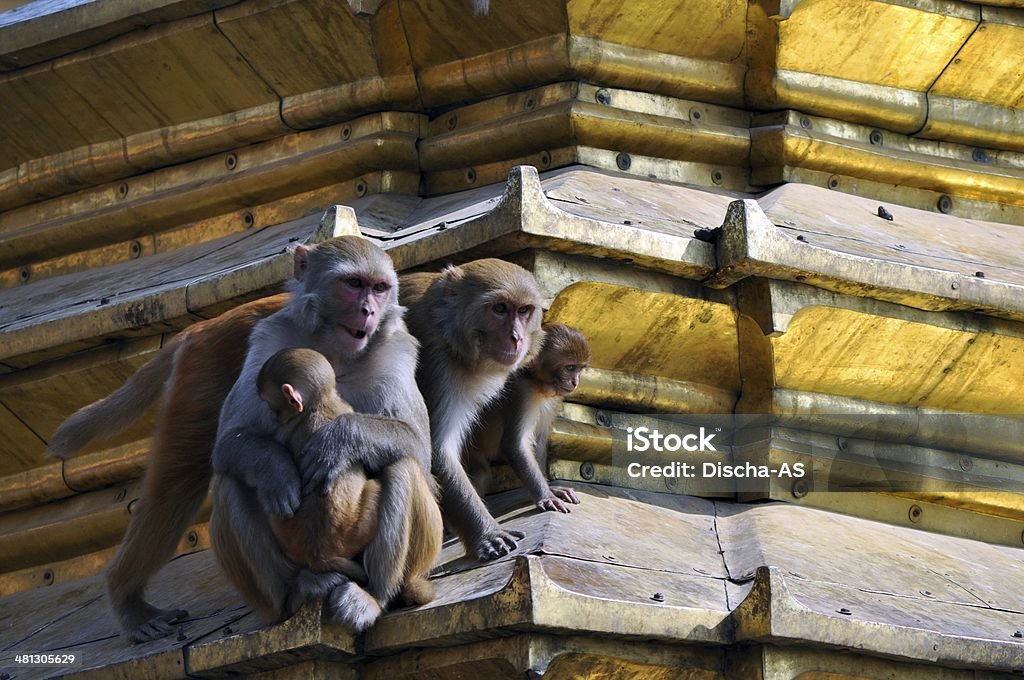 Scimmie - Foto stock royalty-free di 12-17 mesi
