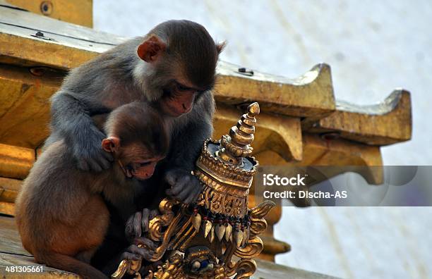 Photo libre de droit de Singes banque d'images et plus d'images libres de droit de Népal - Népal, Animaux en captivité, Asie