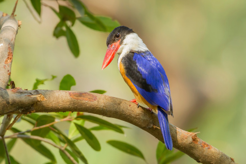 Black-capped Kingfisher (Halcyon pileata) turn to see us