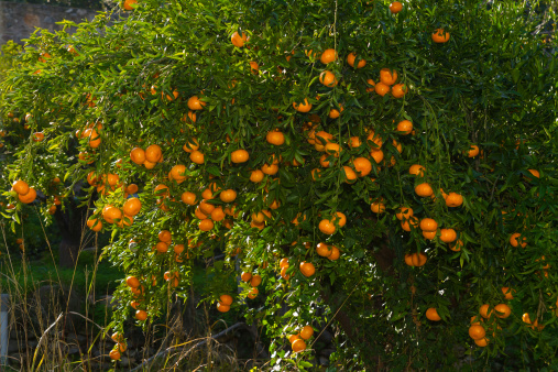Fresh, ripe, juicy and tasty  tangerines on the trees ready to be harvested.