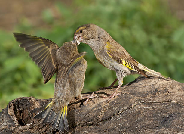 istock European greenfinch (Chloris chloris) 481307504