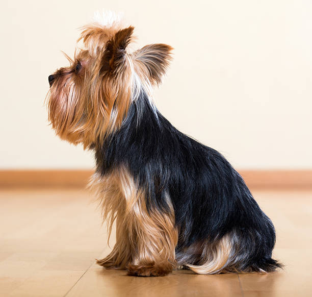 istock Yorkshire Terrier dog sitting on  floor 481307582