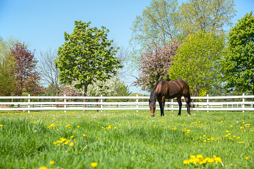 Bay (brown and black) Quarter Horse grazing in a springtime pasture. The trees in the background are blooming, and yellow dandelions are in the pasture. A white rail fence borders the pasture.