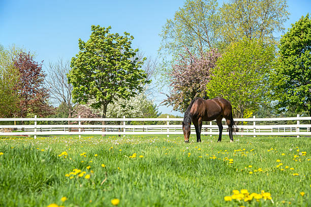 Bay Quarter Horse Grazing in Springtime Pasture Bay (brown and black) Quarter Horse grazing in a springtime pasture. The trees in the background are blooming, and yellow dandelions are in the pasture. A white rail fence borders the pasture. rail fence stock pictures, royalty-free photos & images