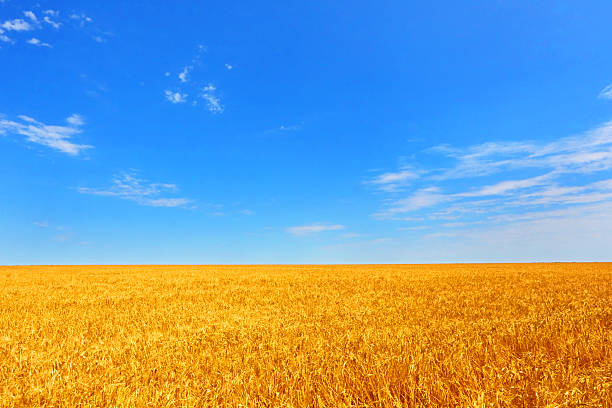 istock Farmer field of wheat against the blue sky. 481307872