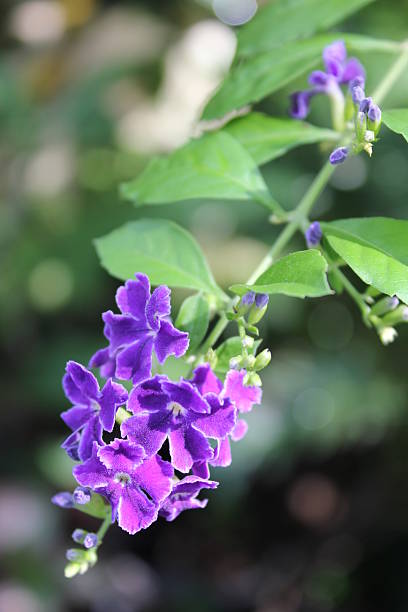 istock golden dew drop flowers 481308402