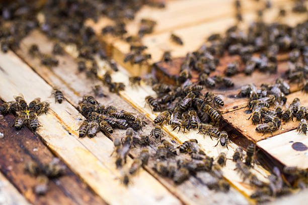 istock Busy bees, close up view of the working bees 481308506