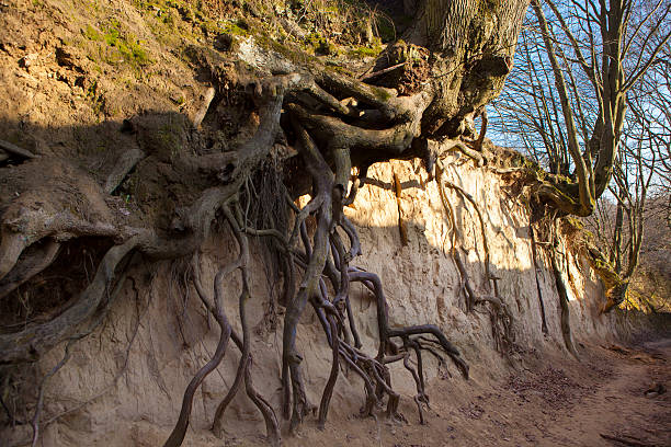 istock Trees and their roots in the ravine 481308543