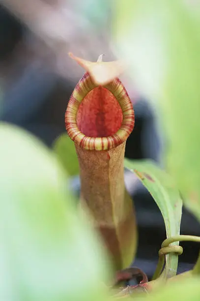 Pitcher plant, Nepenthes mirabilis