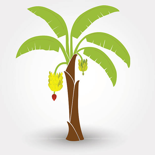 illustrations, cliparts, dessins animés et icônes de bananier - banana plantation green tree