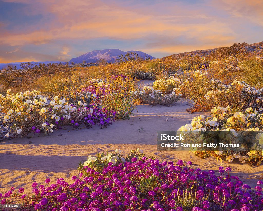 Anza Borrego Desert State Park, California Spring Wildflowers In Anza Borrego Desert State Park, California Desert Area Stock Photo