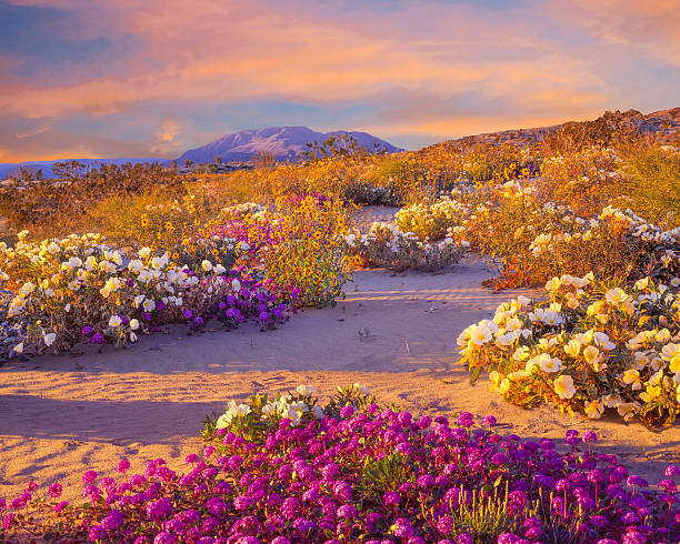 Anza Borrego Desert State Park, California Spring Wildflowers In Anza Borrego Desert State Park, California anza borrego desert state park stock pictures, royalty-free photos & images