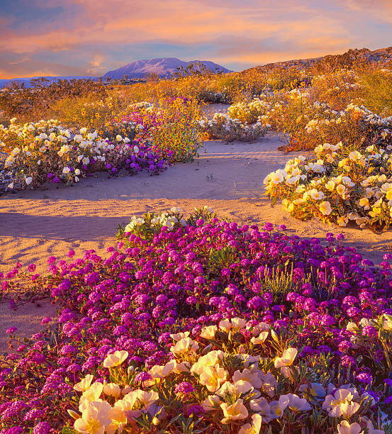 istock Anza Borrego Desert State Park, California 481310259
