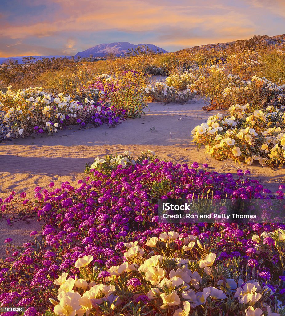 Anza Borrego Desert State Park, California Spring Wildflowers In Anza Borrego Desert State Park, California Anza Borrego Desert State Park Stock Photo