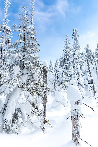 istock Winter Forest Landscape and Nature on Cold Sunny Day 481311081
