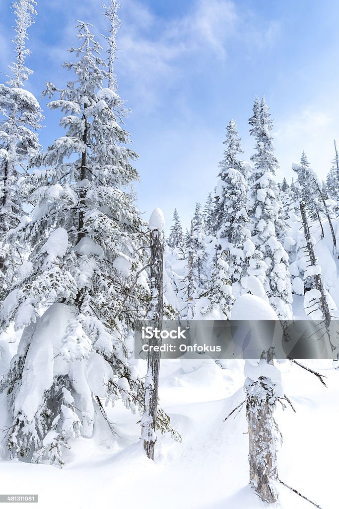 Winter Forest Landscape and Nature on Cold Sunny Day Blue Stock Photo